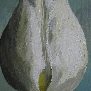 White Tulip/Aqua