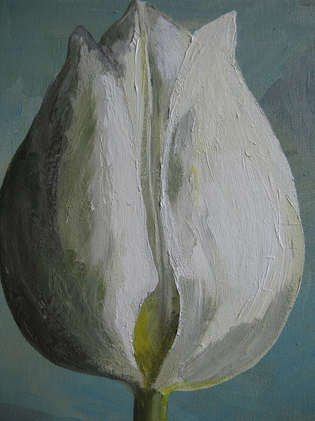 White Tulip/Aqua
