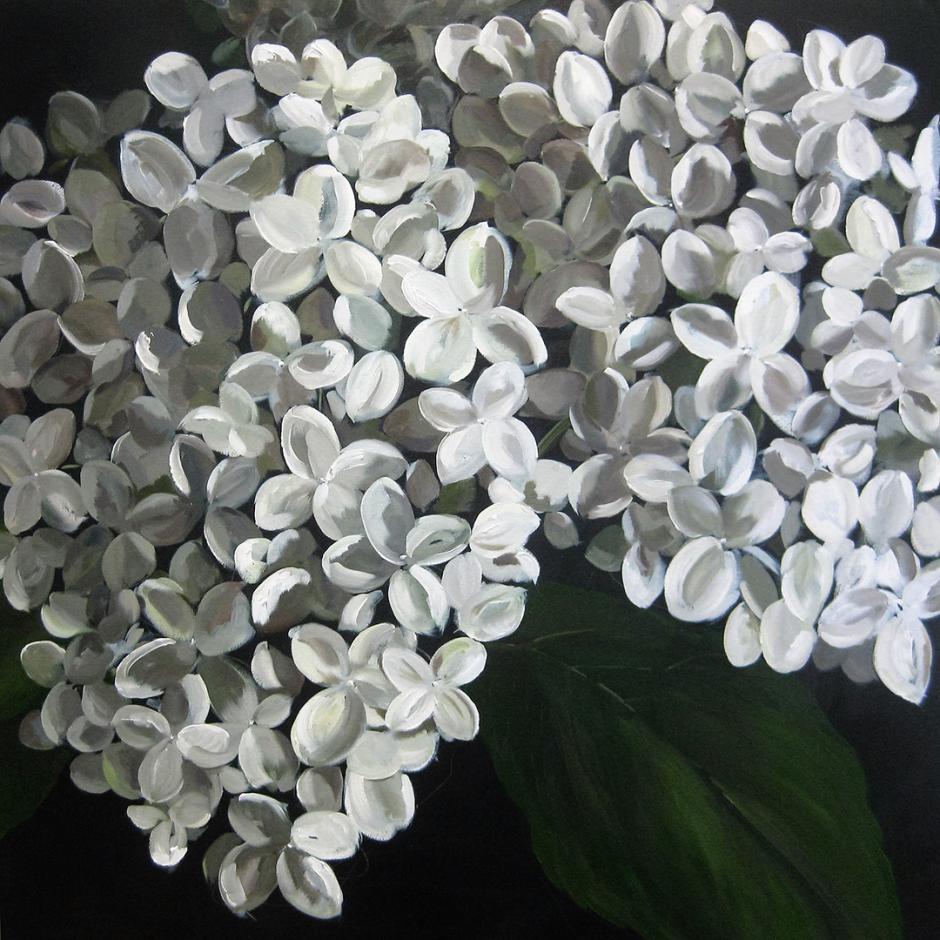 Summer Hydrangea