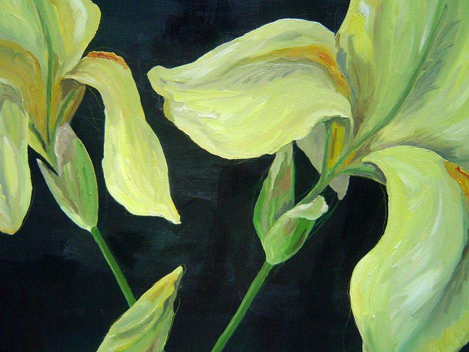 Yellow Iris