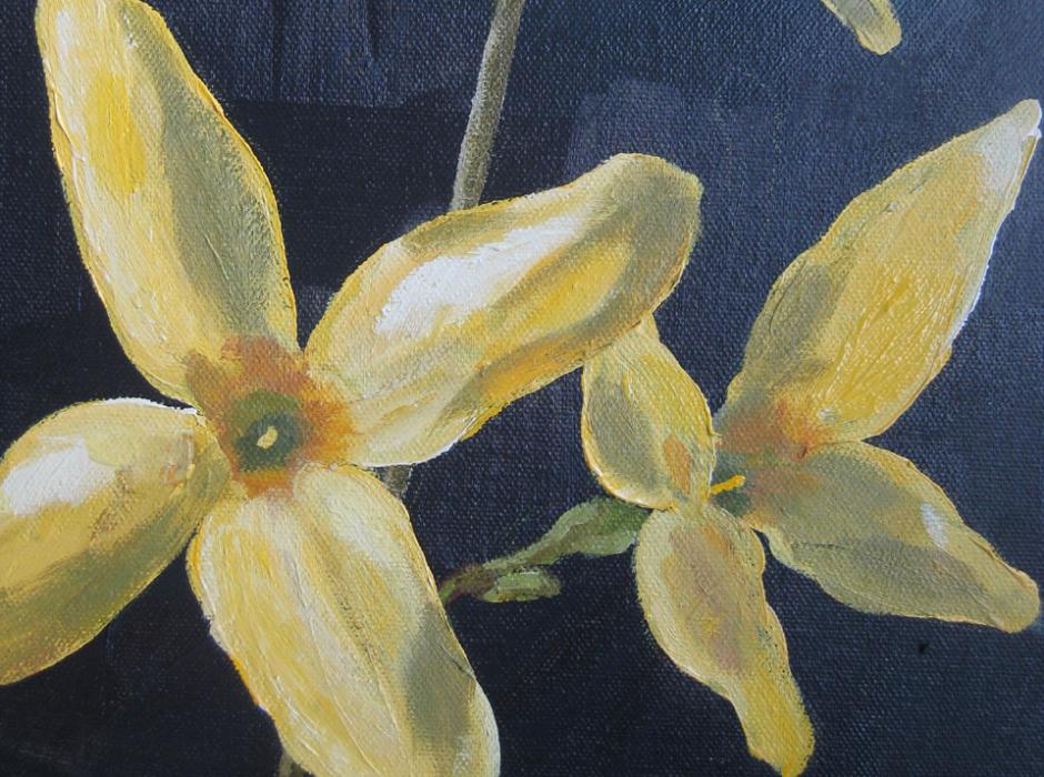Forsythia