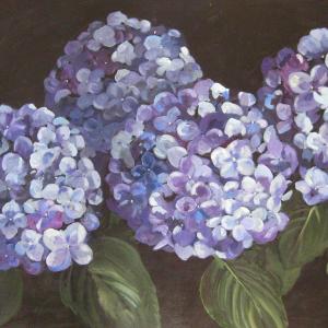 Hydrangea II