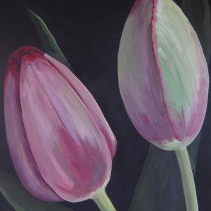 Fresh Tulips