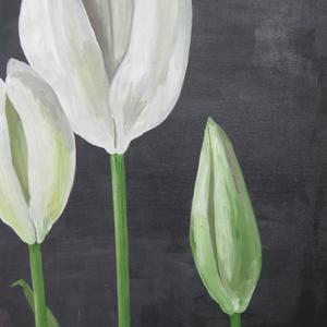 White Tulips