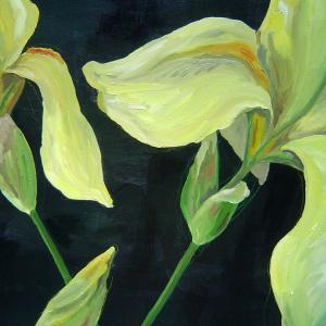 Yellow Iris